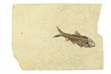 Fossil Fish (Knightia) - Wyoming #295621-1